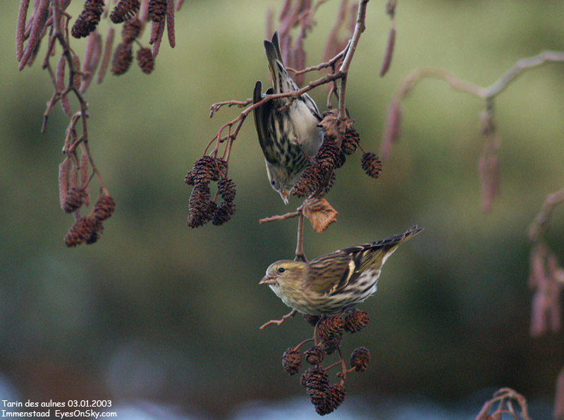 Nature/Birds/T-V/tarin_des_aulnes_DSC_2663.jpg