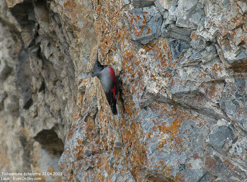 Nature/Birds/T-V/tichodrome_echelette_DSC_0329.jpg