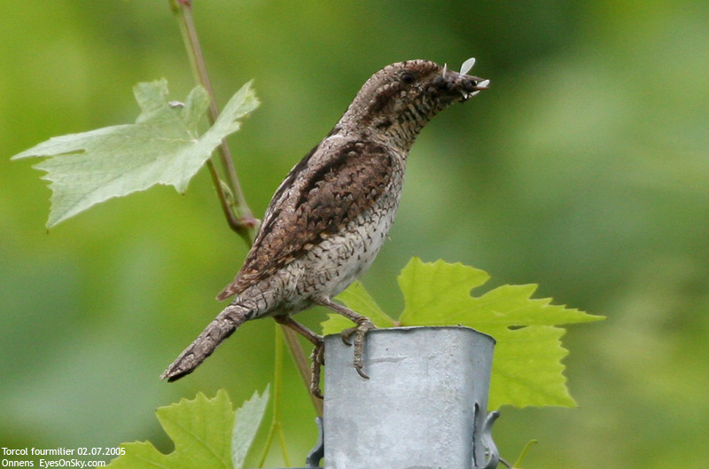 Nature/Birds/T-V/torcol_fourmilier_IMG_1665.jpg