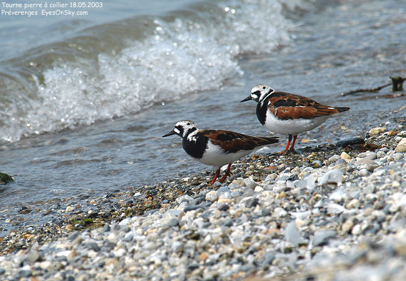 Nature/Birds/T-V/tourne_pierre_a_collier_DSC_1012.jpg