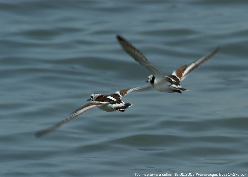 Nature/Birds/T-V/tourne_pierre_a_collier_DSC_1023.jpg