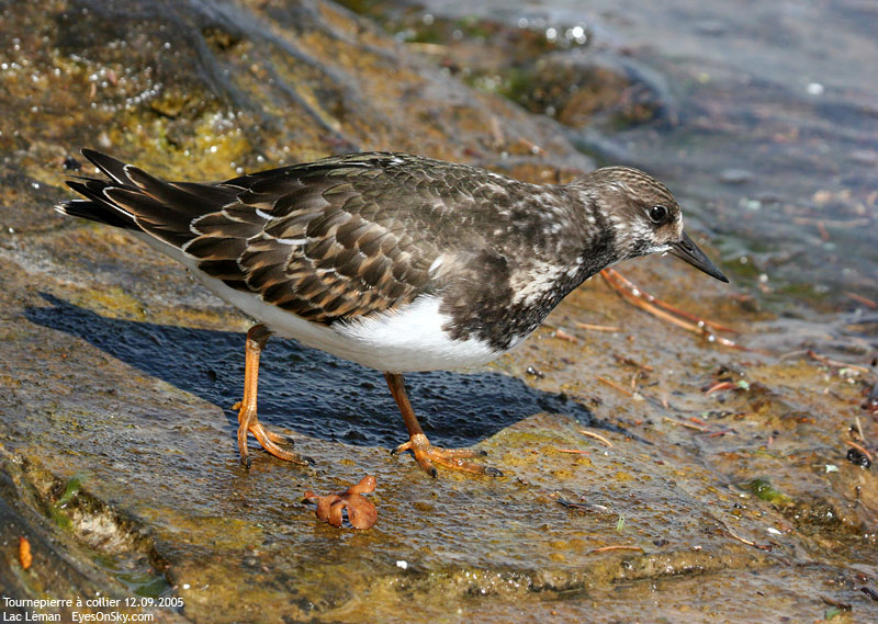 Nature/Birds/T-V/tournepierre_a_collier_IMG_7848.jpg