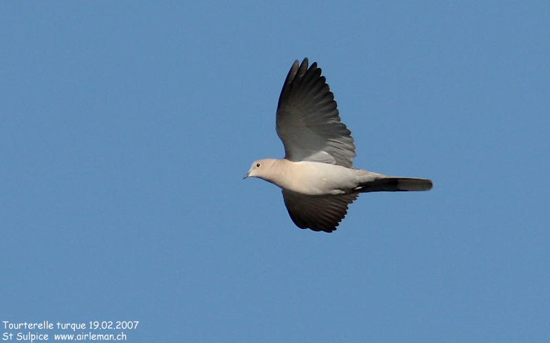 Nature/Birds/T-V/tourterelle-turque-IMG_1099.jpg
