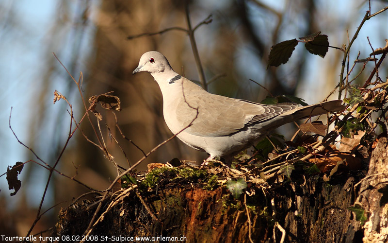 Nature/Birds/T-V/tourterelle-turque-IMG_2342.jpg