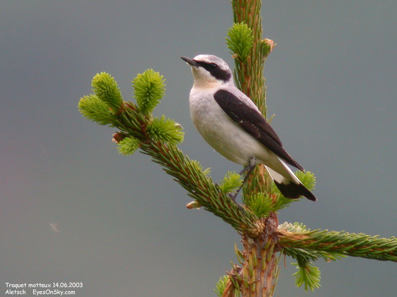 Nature/Birds/T-V/traquet_motteux_DSCN9698.jpg