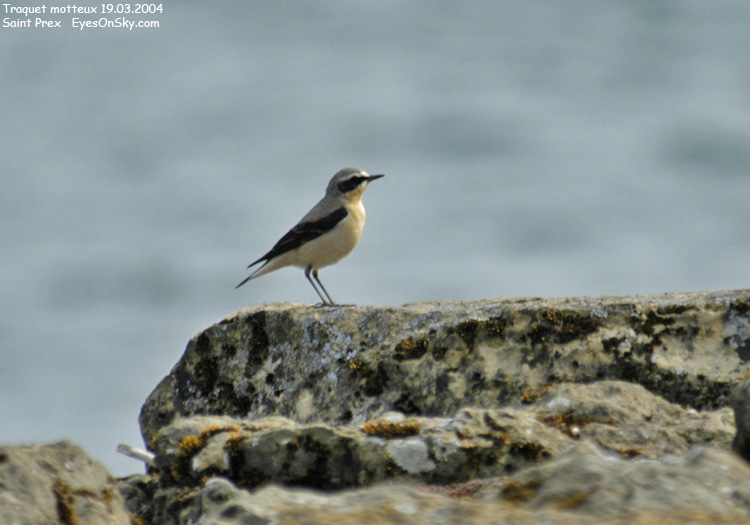 Nature/Birds/T-V/traquet_motteux_DSC_6393.jpg