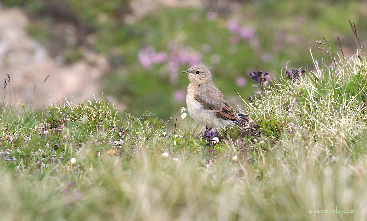 Nature/Birds/T-V/traquet_motteux_IMG_2091.jpg