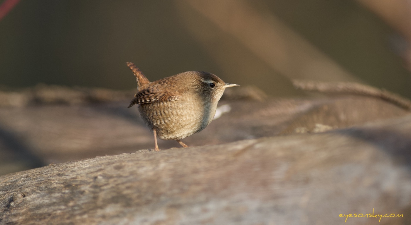 Nature/Birds/T-V/troglodyte-mignon-IMG_2034.jpg