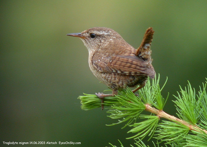 Nature/Birds/T-V/troglodyte_mignon_DSCN9676.jpg