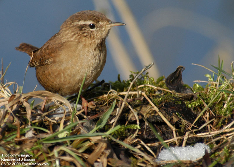 Nature/Birds/T-V/troglodyte_mignon_DSC_3946.jpg