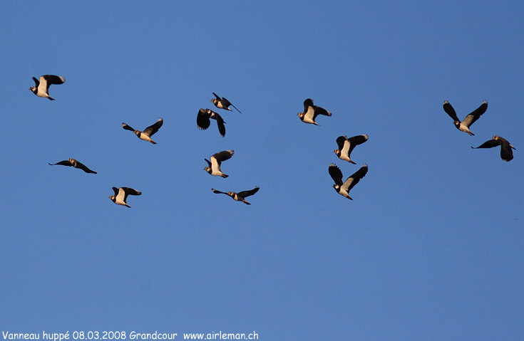 Nature/Birds/T-V/vanneau-huppe-IMG_2666.jpg