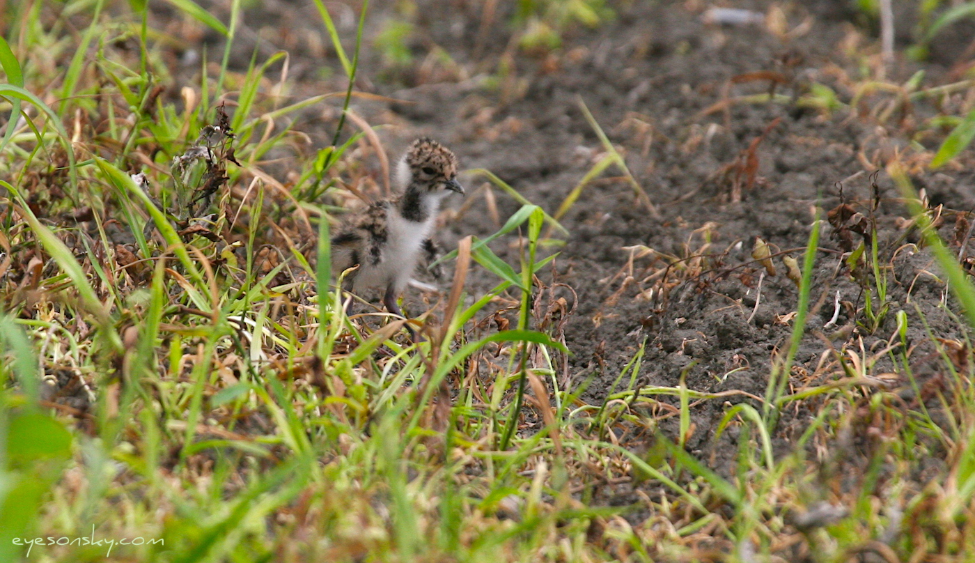 Nature/Birds/T-V/vanneau-huppe-IMG_9332.jpg