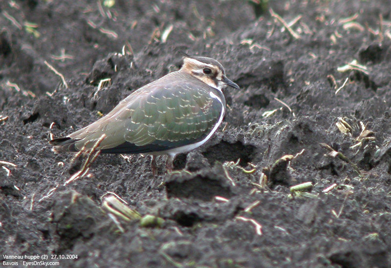 Nature/Birds/T-V/vanneau_huppe_DSCN0758.jpg