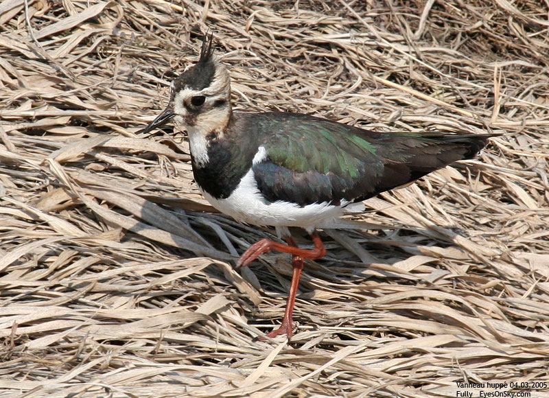 Nature/Birds/T-V/vanneau_huppe_IMG_5270.jpg