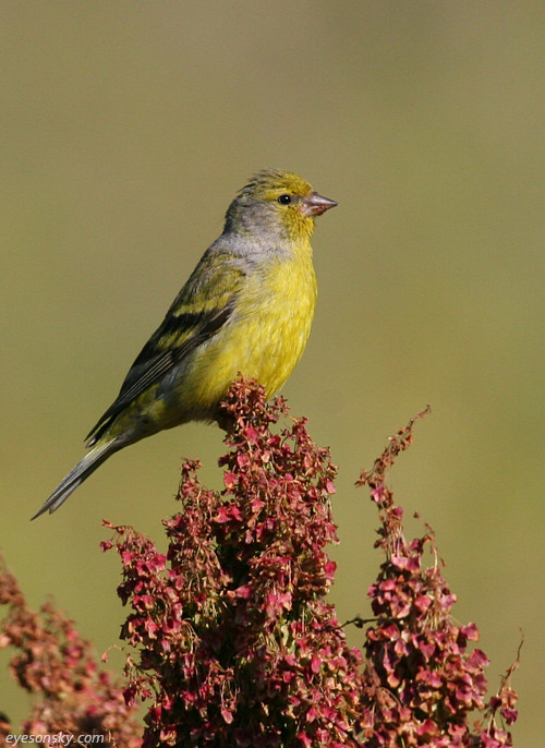 Nature/Birds/T-V/venturon-montagnard-IMG_2704.jpg