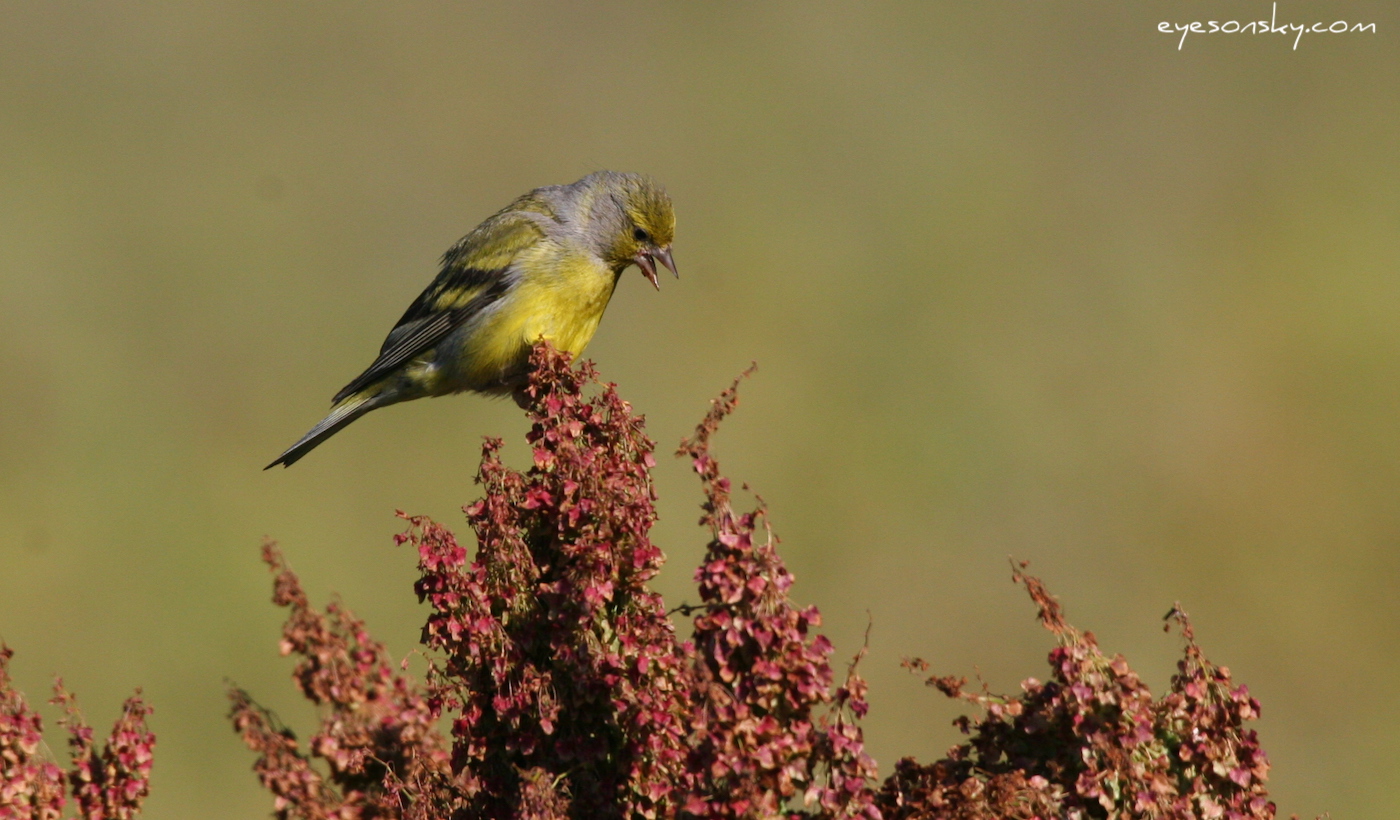 Nature/Birds/T-V/venturon-montagnard-IMG_2713.jpg