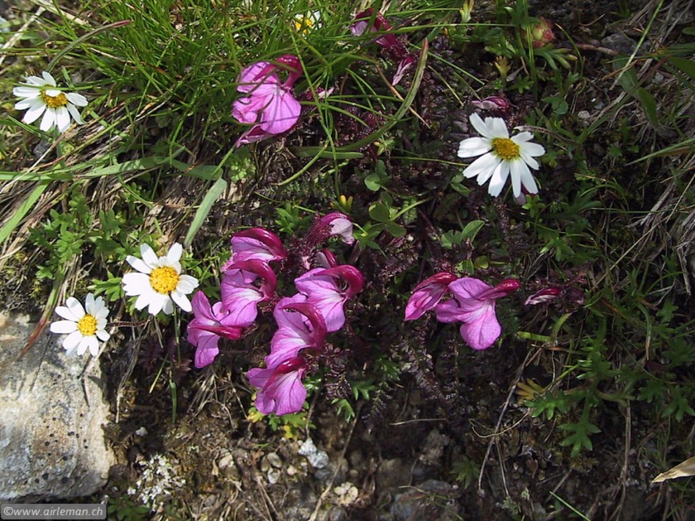 Nature/Flore/110-1095_IMG.jpg