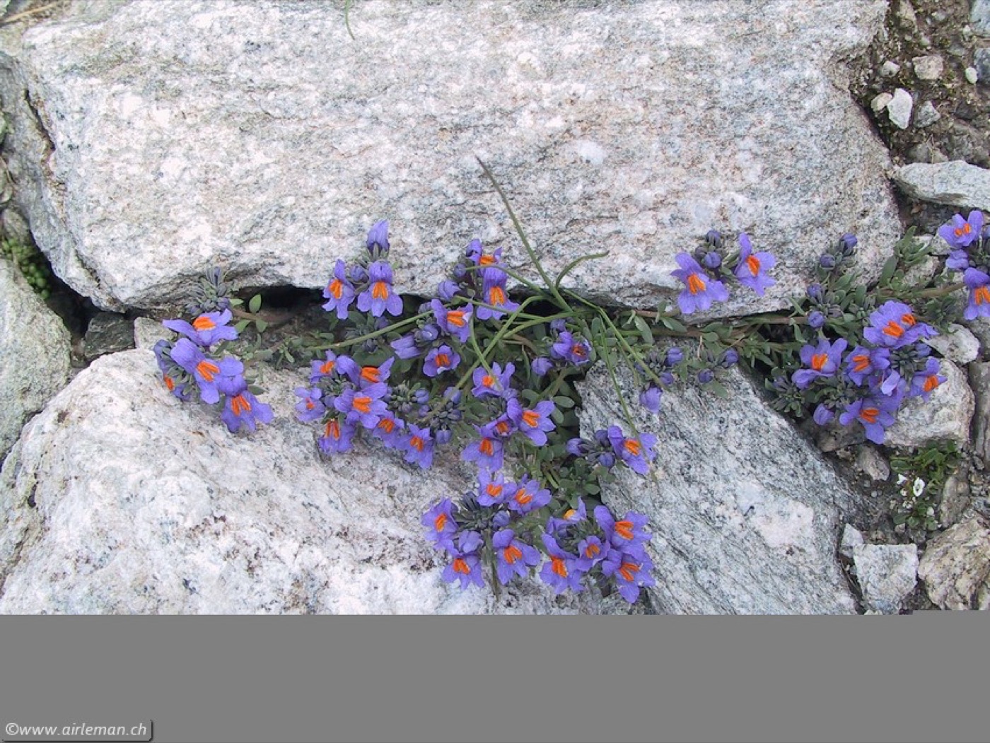 Nature/Flore/111-1104_IMG.jpg