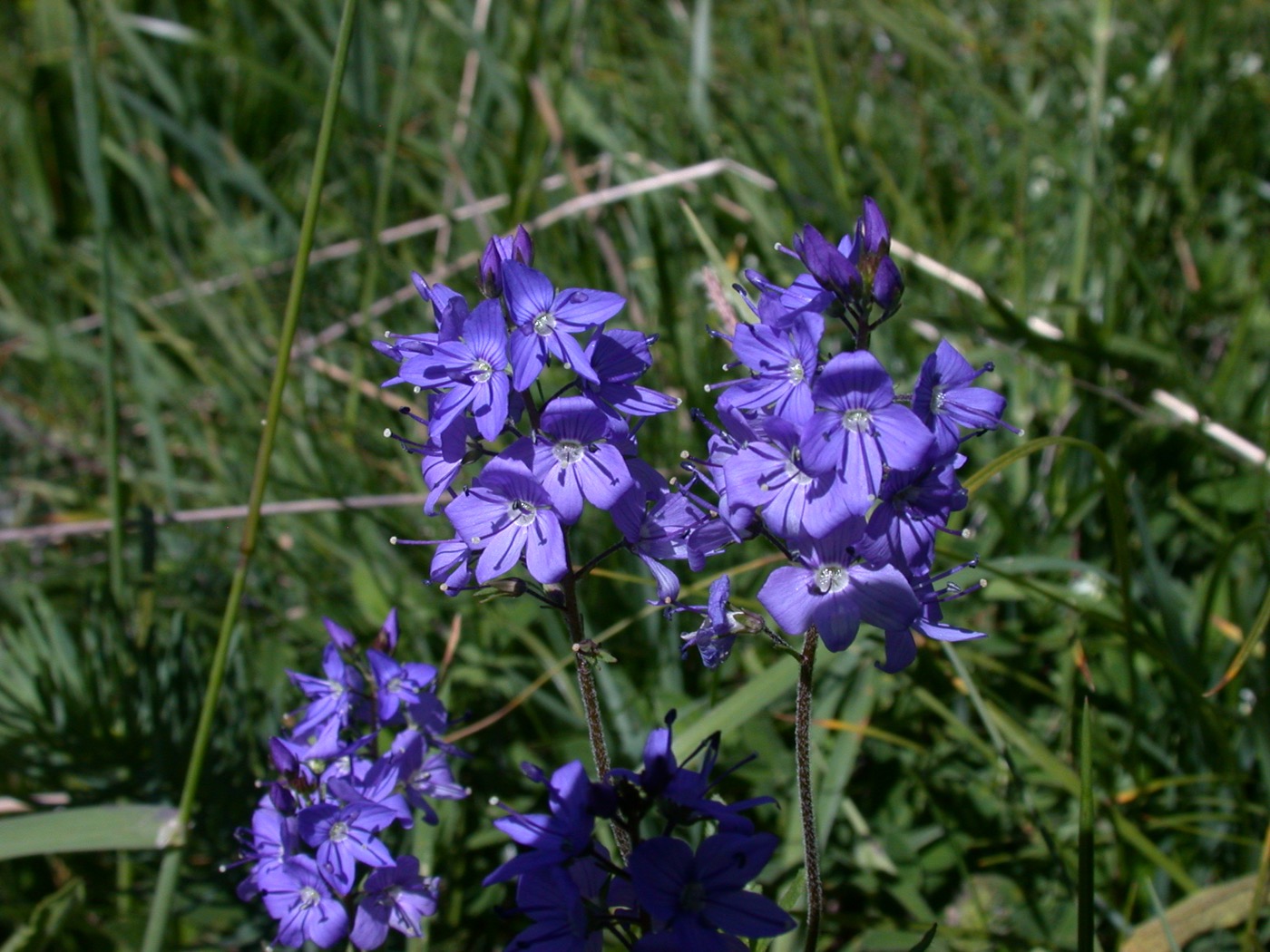 Nature/Flore/DSCN9753.jpg