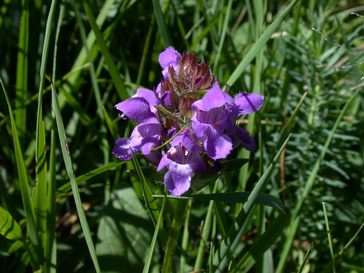 Nature/Flore/DSCN9754.jpg