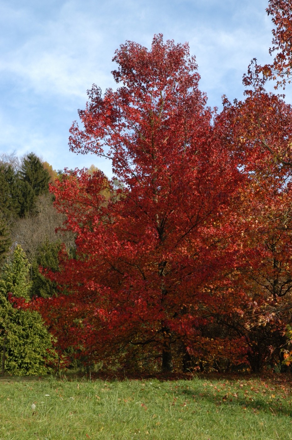 Nature/Flore/DSC_2276.jpg