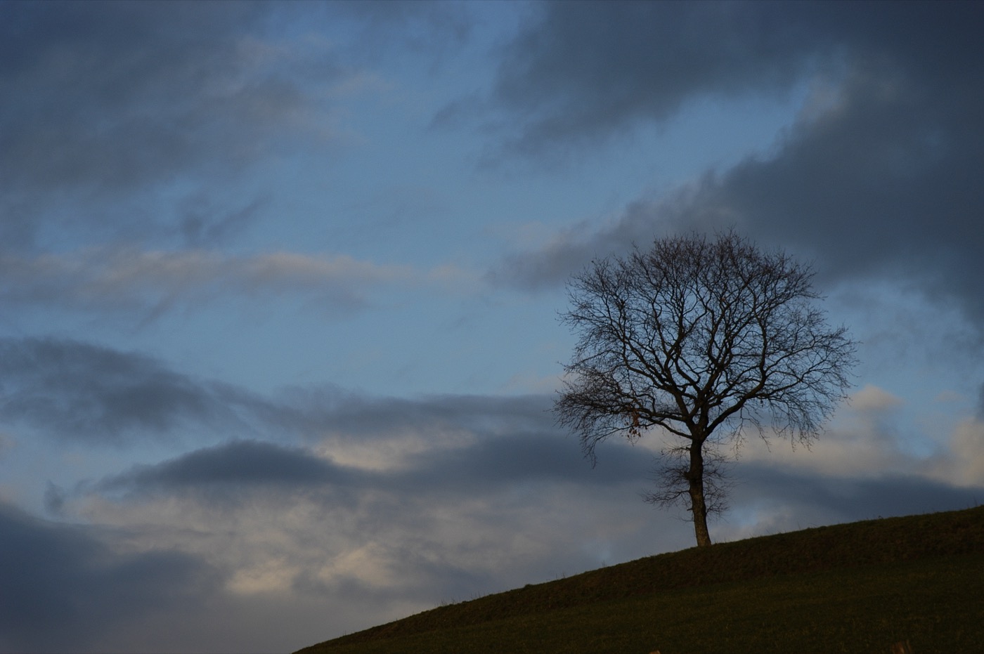 Nature/Flore/DSC_5231.jpg