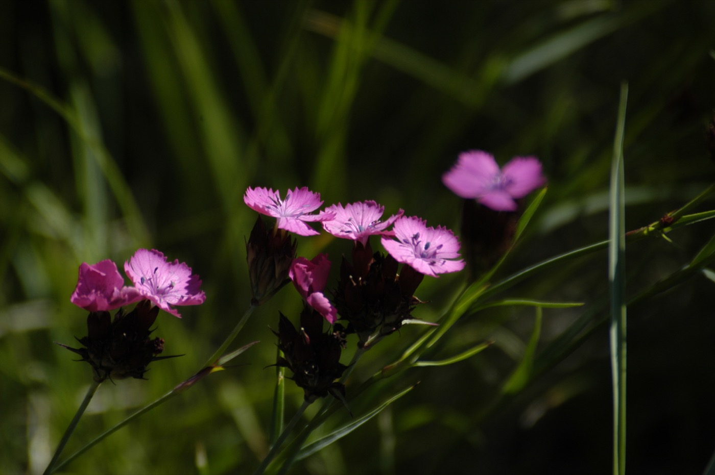 Nature/Flore/DSC_9076.jpg
