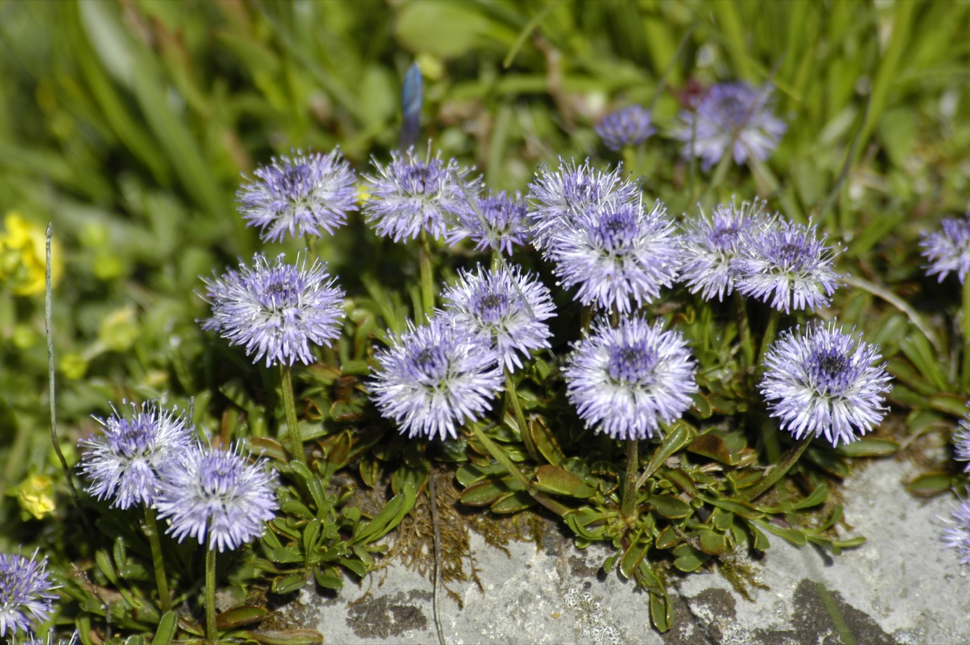 Nature/Flore/DSC_9540.jpg