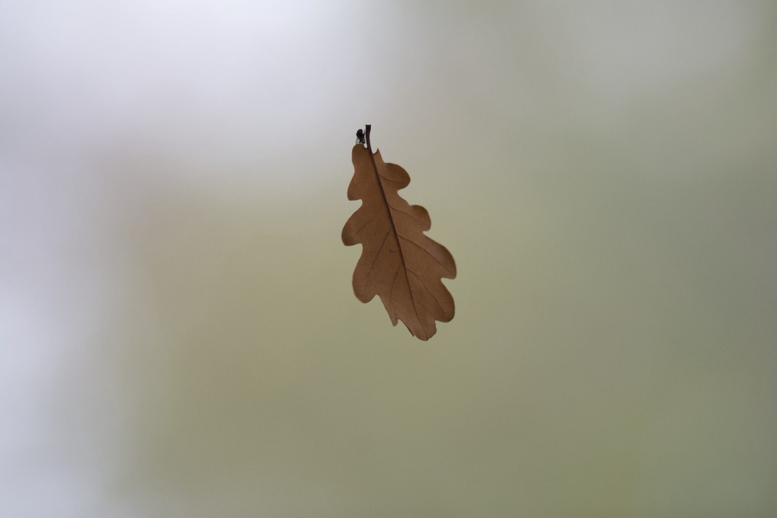 Nature/Flore/IMG_0865.jpg