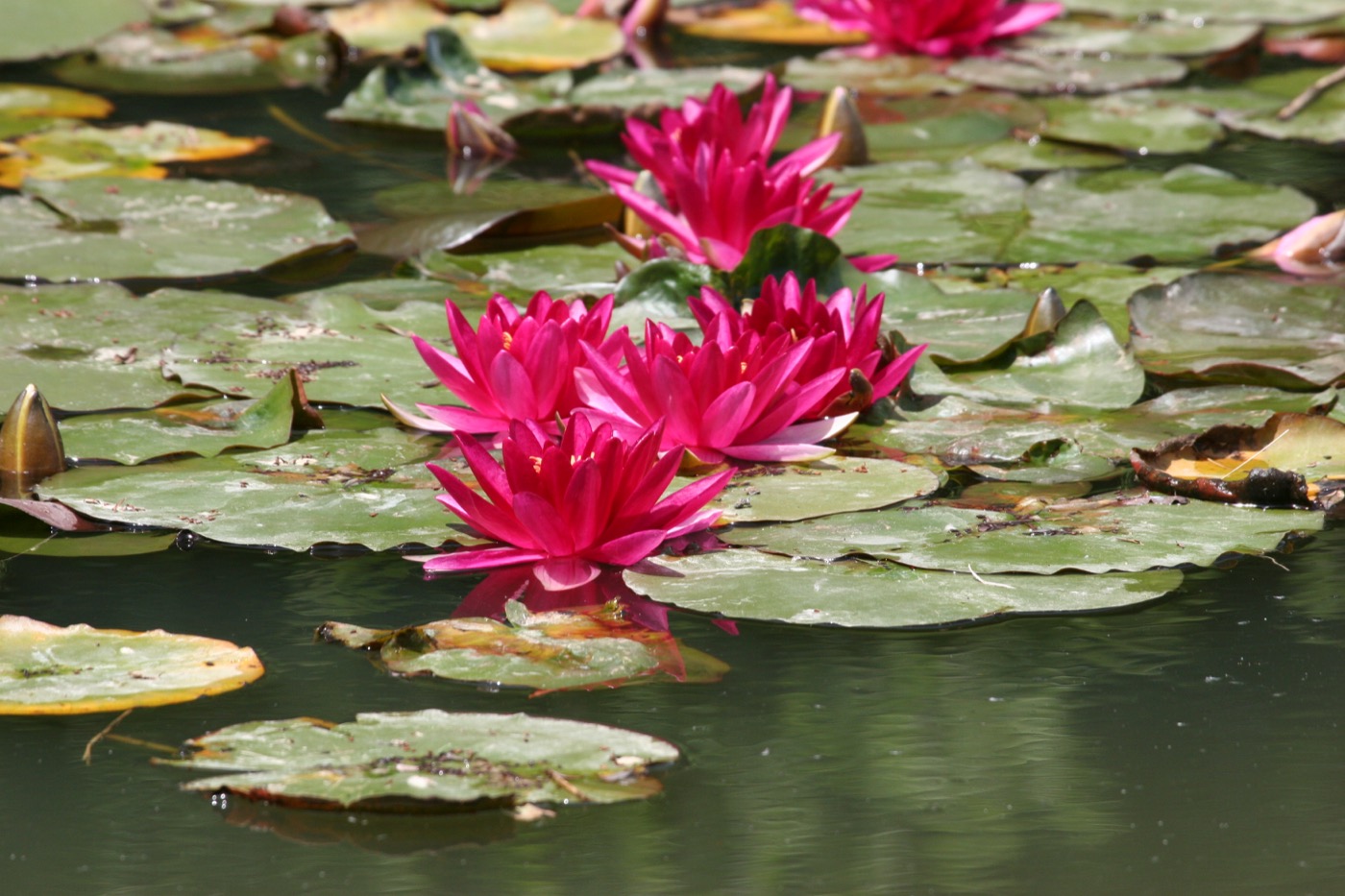 Nature/Flore/IMG_0991.jpg