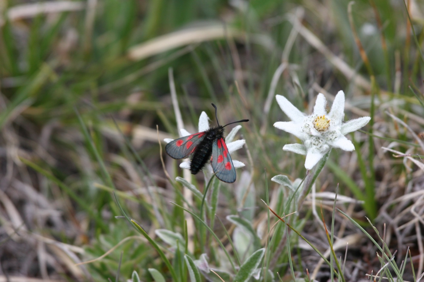 Nature/Flore/IMG_2100.jpg