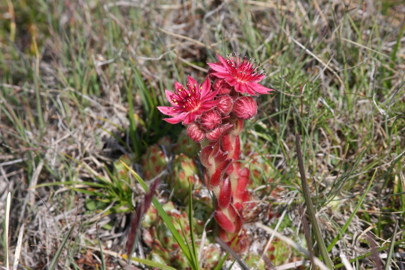 Nature/Flore/IMG_3056.jpg