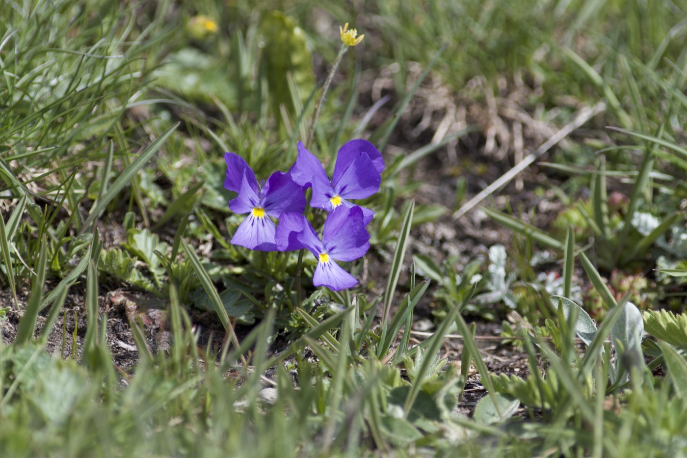 Nature/Flore/IMG_3220.jpg