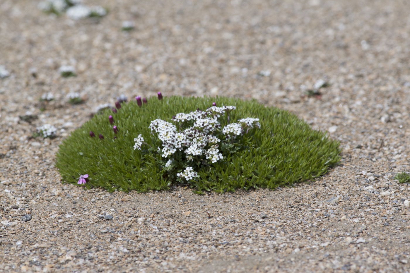 Nature/Flore/IMG_3226.jpg