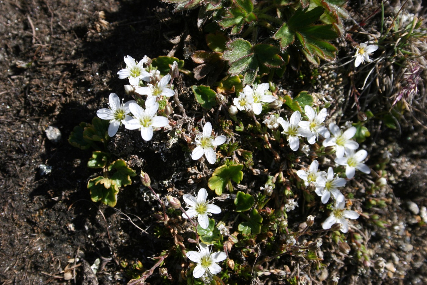 Nature/Flore/IMG_3265.jpg