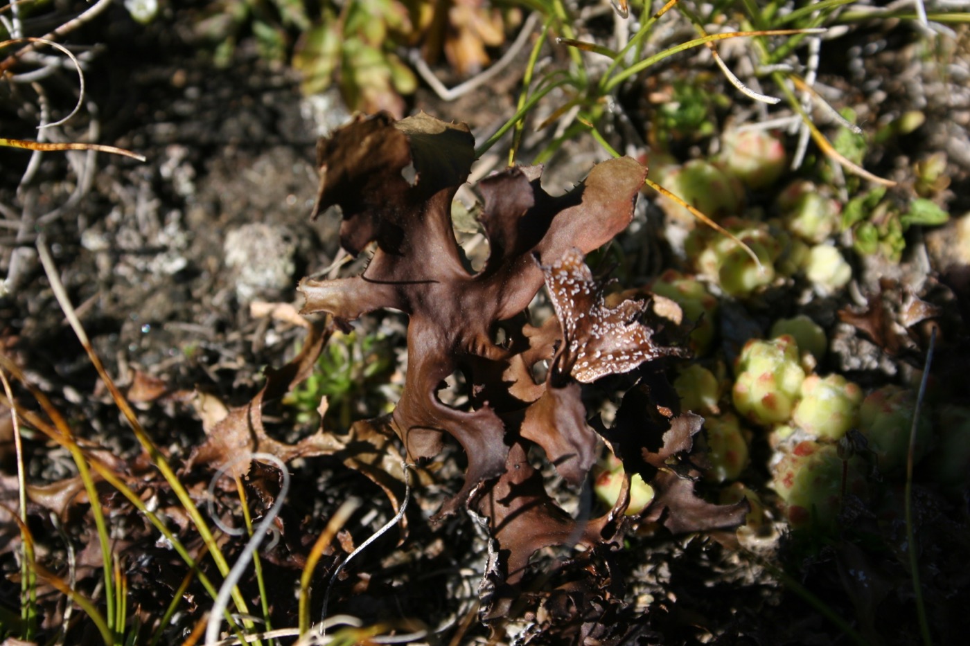 Nature/Flore/IMG_3273.jpg