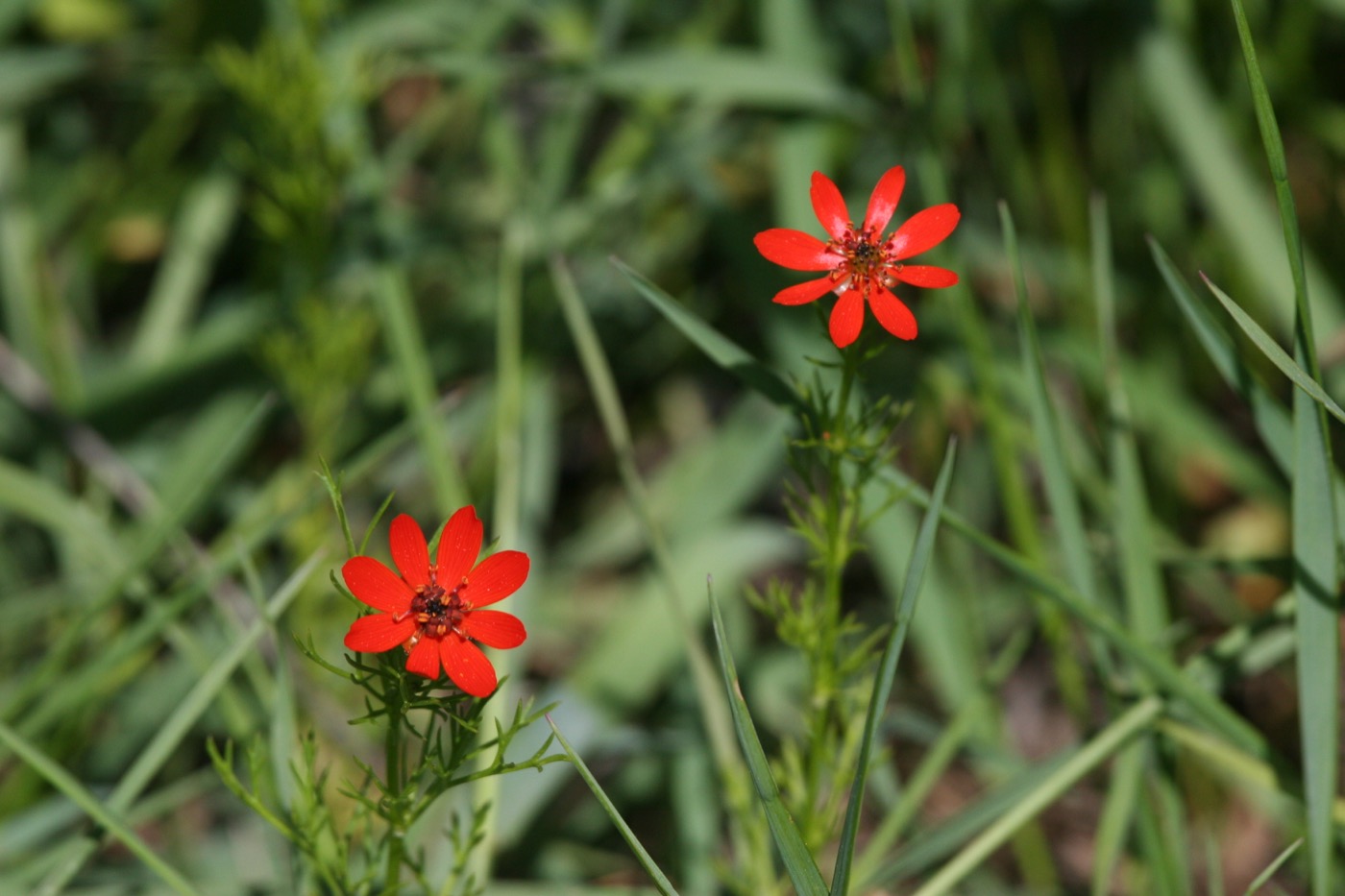 Nature/Flore/IMG_6460.jpg