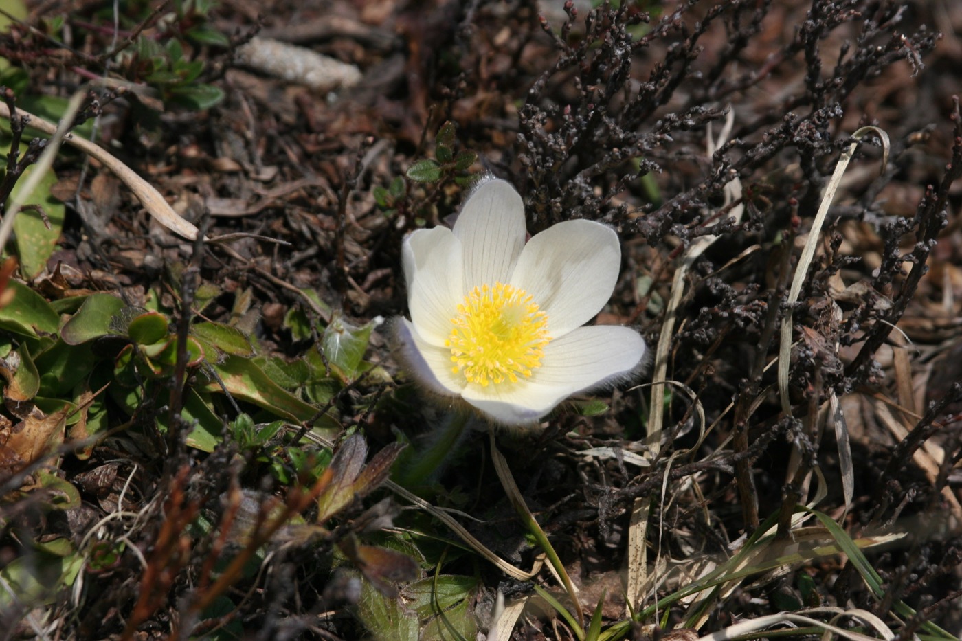 Nature/Flore/IMG_9053.jpg