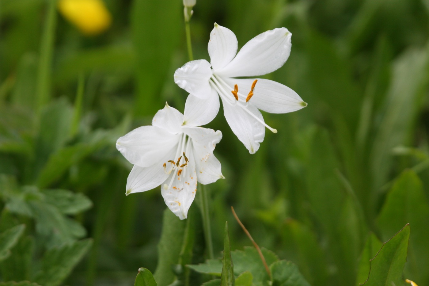 Nature/Flore/IMG_9367.jpg