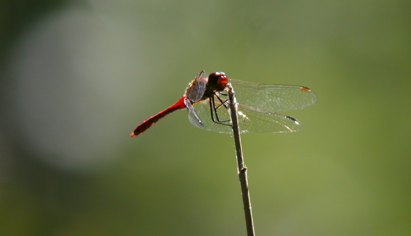 Nature/Insectes/DSCN9971.jpg