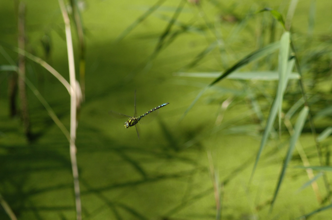 Nature/Insectes/DSC_1060.jpg