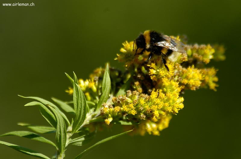 Nature/Insectes/DSC_3348.jpg