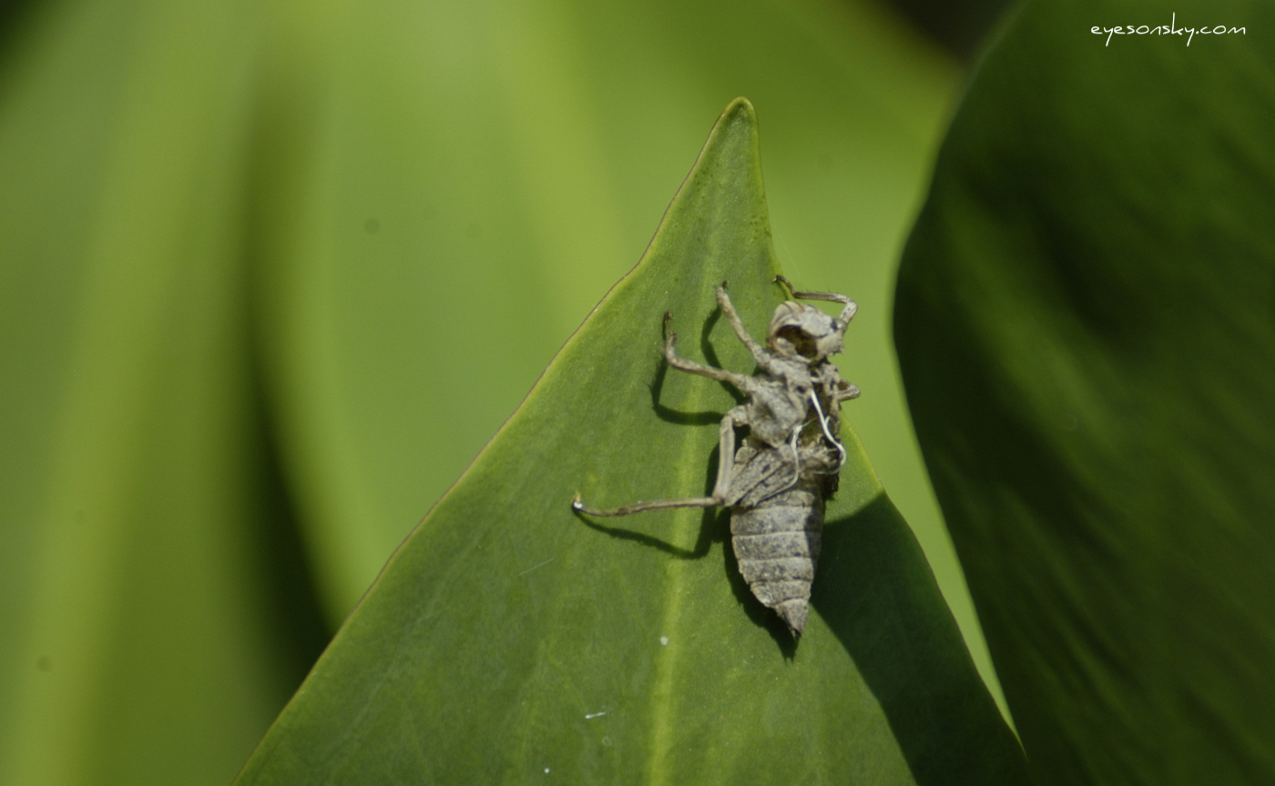 Nature/Insectes/DSC_8990.jpg