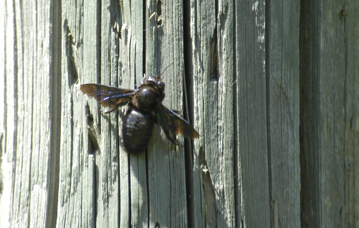 Nature/Insectes/DSC_9096.jpg