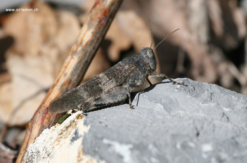Nature/Insectes/IMG_1079.jpg