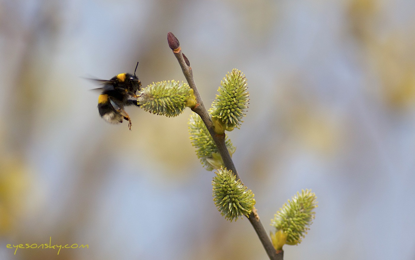 Nature/Insectes/IMG_1219.jpg