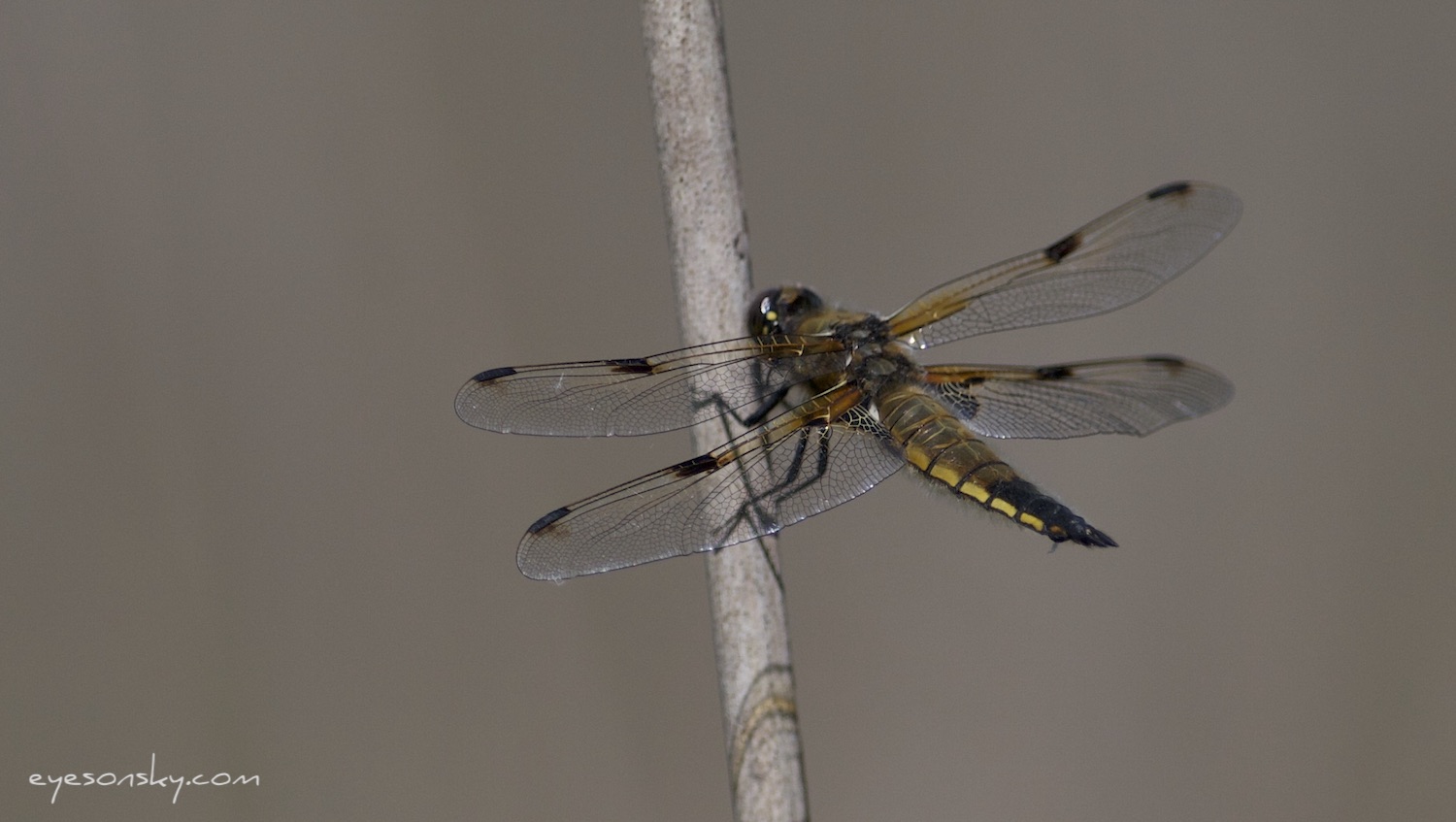 Nature/Insectes/IMG_2817.jpg