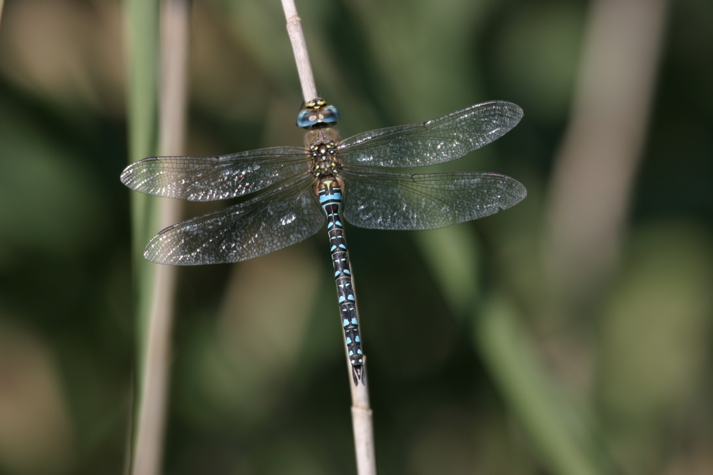 Nature/Insectes/IMG_6316.jpg