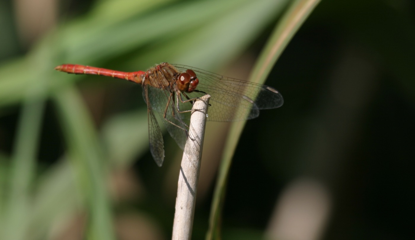 Nature/Insectes/IMG_6323.jpg
