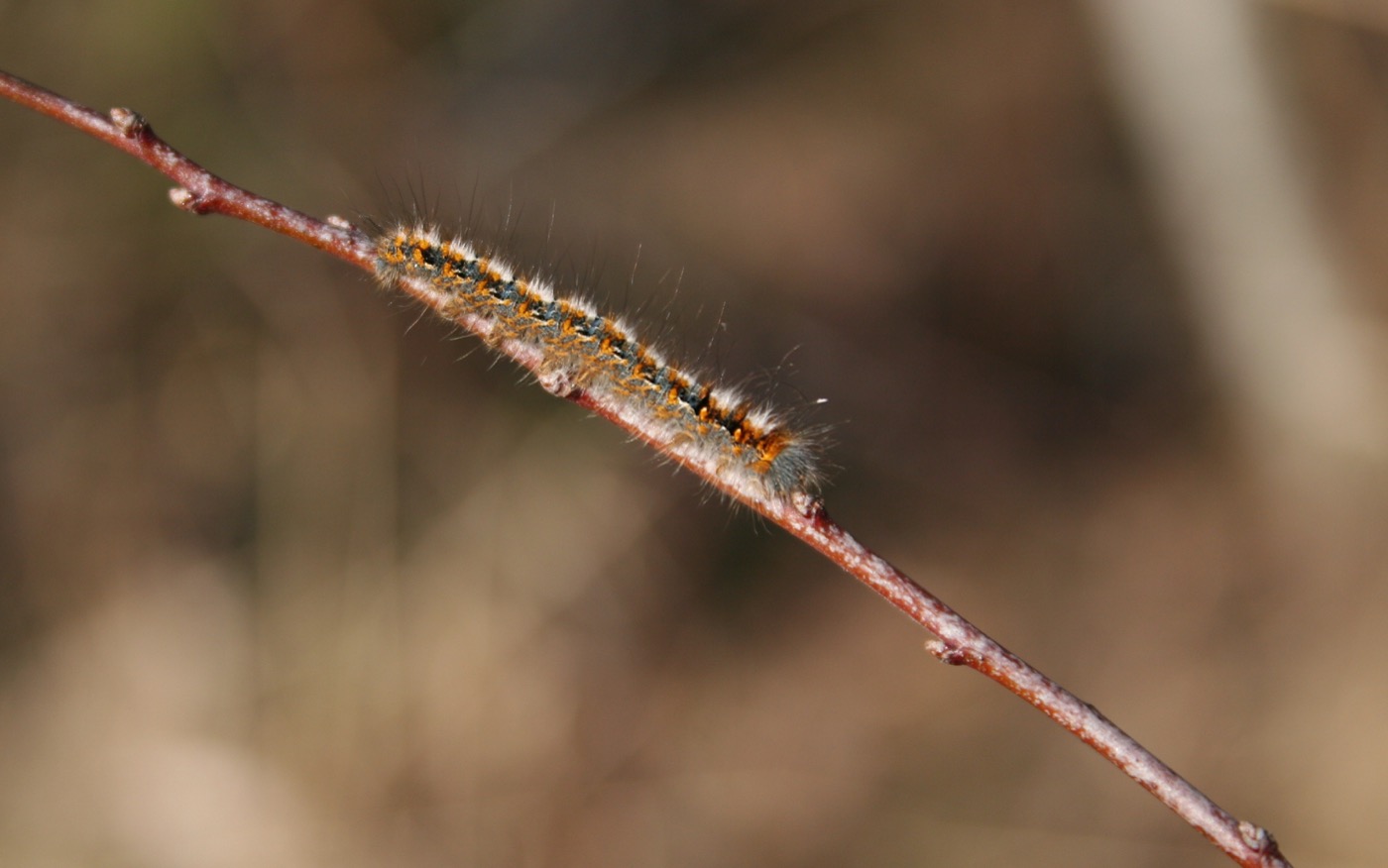Nature/Insectes/IMG_7505.jpg